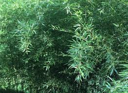 Live Bare Root Bamboo Plant - Red Margin (Phyllostachys rubromarginata) Hardy Fast-Growing Ornamental Screen