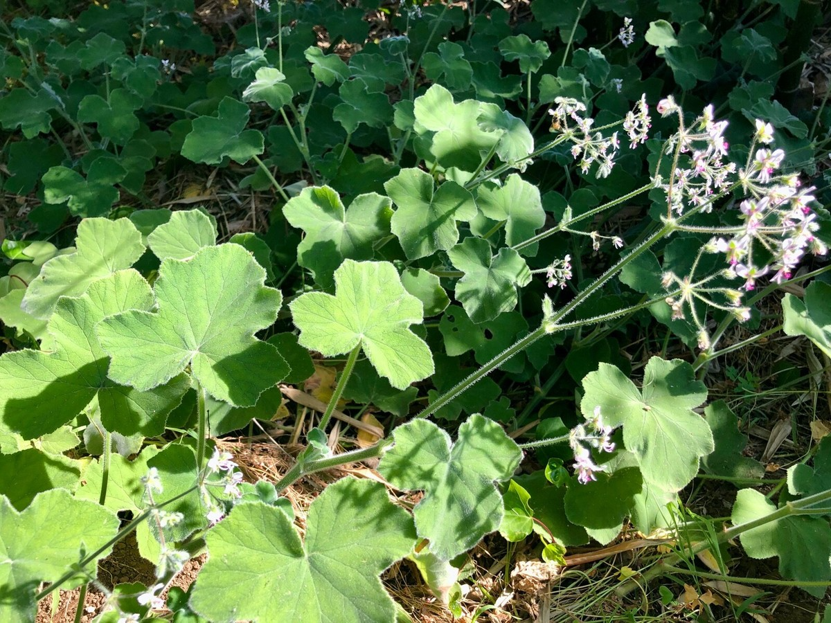 Rare Fuzzy Mint Scented Pelargonium Geranium Unrooted Cuttings - 6 Inches, Fragrant, Propagation, Indoor & Outdoor Gardening