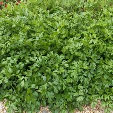 Giant Italian Parsley Seeds – Heirloom Non-GMO Culinary Herb for Salads & Soups – Petroselinum crispum