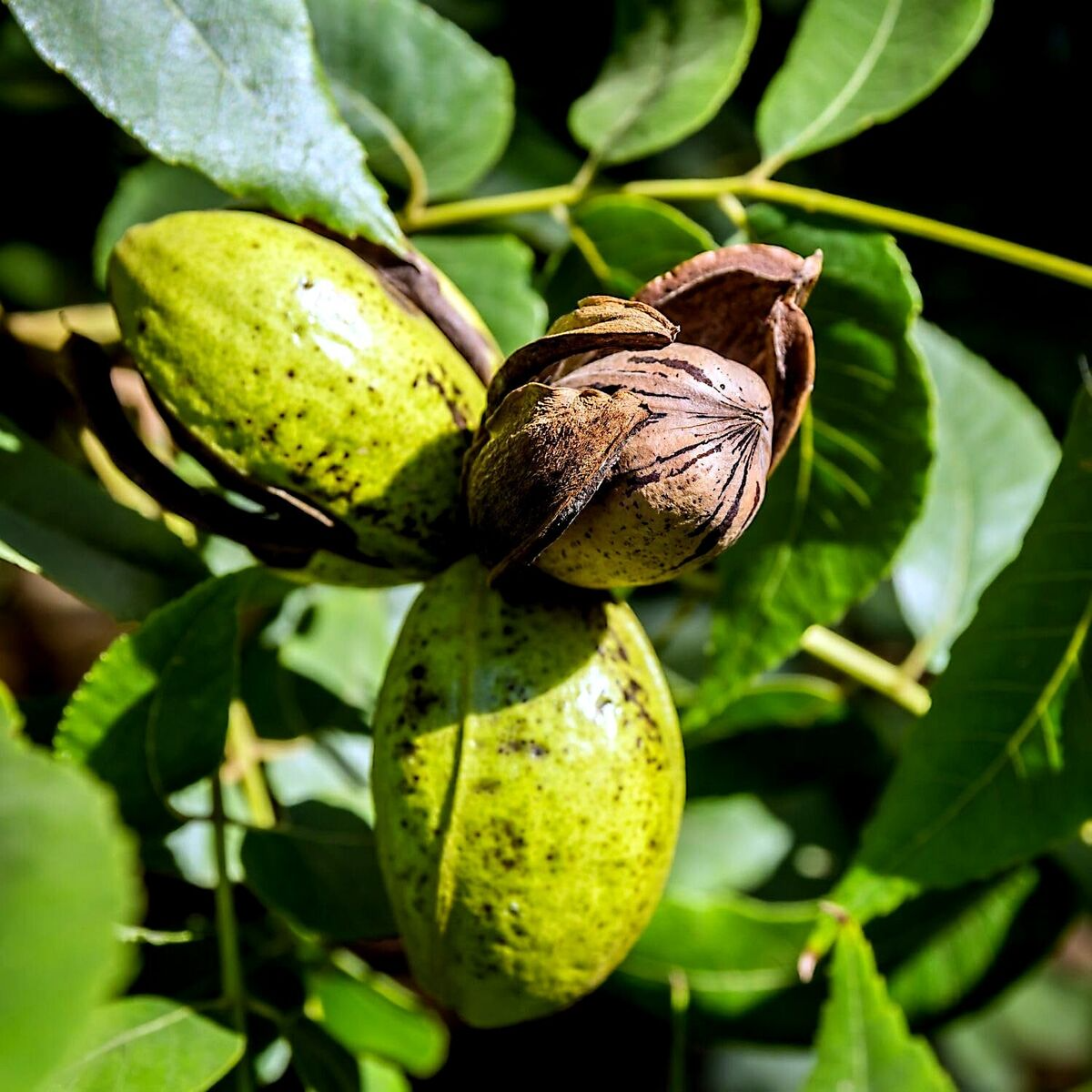 Northern Pecan Tree Seedlings | Live 12-18" Pecan Trees for Cold Climates | USDA Zones 4-8 | Fall Foliage & Winter Gardens