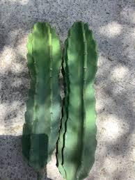 12-Inch Cereus Peruvianus Apple Cactus Cutting - Top Segment, Drought Tolerant, Indoor/Outdoor Cactus Plant