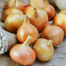 Burrell's Yellow Valencia Onion Seeds – 250mg, Heirloom, Sweet Mild Flavor, High Yield, Long-Day, Allium cepa