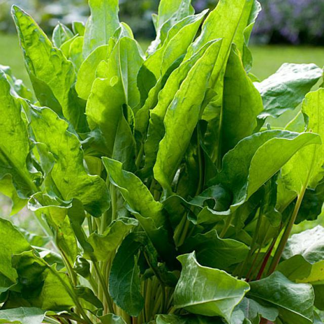 Large Leaf Sorrel Herb Seeds – Rumex acetosa, Perennial Green, Edible Leaves, Culinary & Medicinal, 400 Seeds