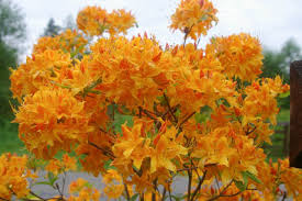 Deciduous Azalea Starter Plant | Golden Lights Yellow Blooms | Rhododendron 'Golden Lights' | Hardy Shrub for Garden