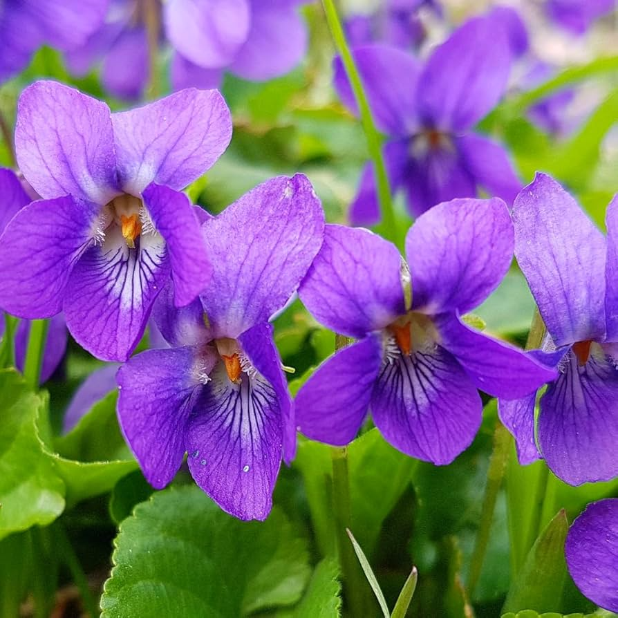Purple Violet Live Starter Plants Bulbs, Perennial Bare Root, Fragrant Purple Flowers, Viola odorata for Garden Beds & Ground Cover