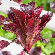 Cimarron Lettuce Seeds – Heirloom Romaine with Deep Red Leaves, Crisp Texture, Non-GMO, Heat-Tolerant, Easy to Grow, Lactuca sativa