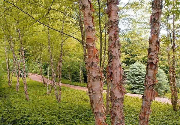 Live Bare Root Copper River Birch Tree Betula nigra 2-3 ft Ornamental Shade Tree for Landscaping
