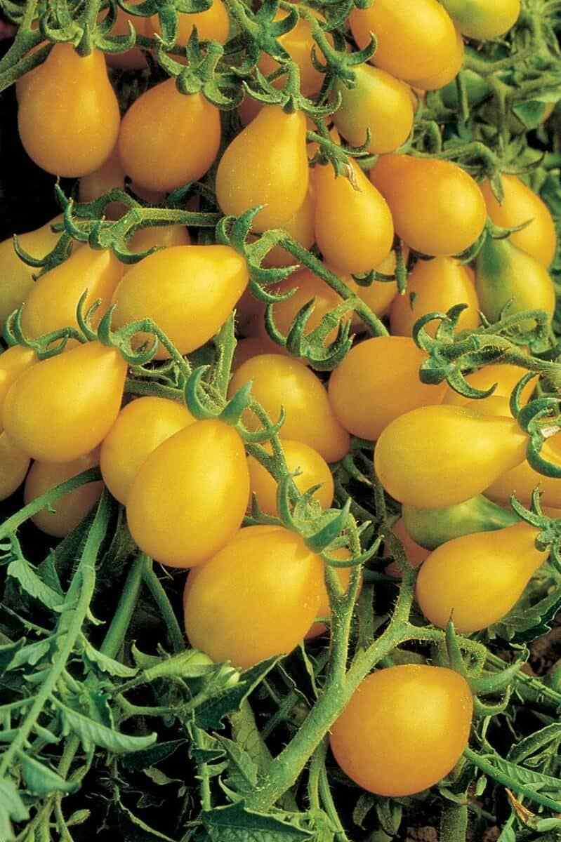 Yellow Pear Tomato Seeds – Heirloom, Non-GMO, Sweet & Juicy, Indeterminate Vine, 30 Seeds, Solanum lycopersicum