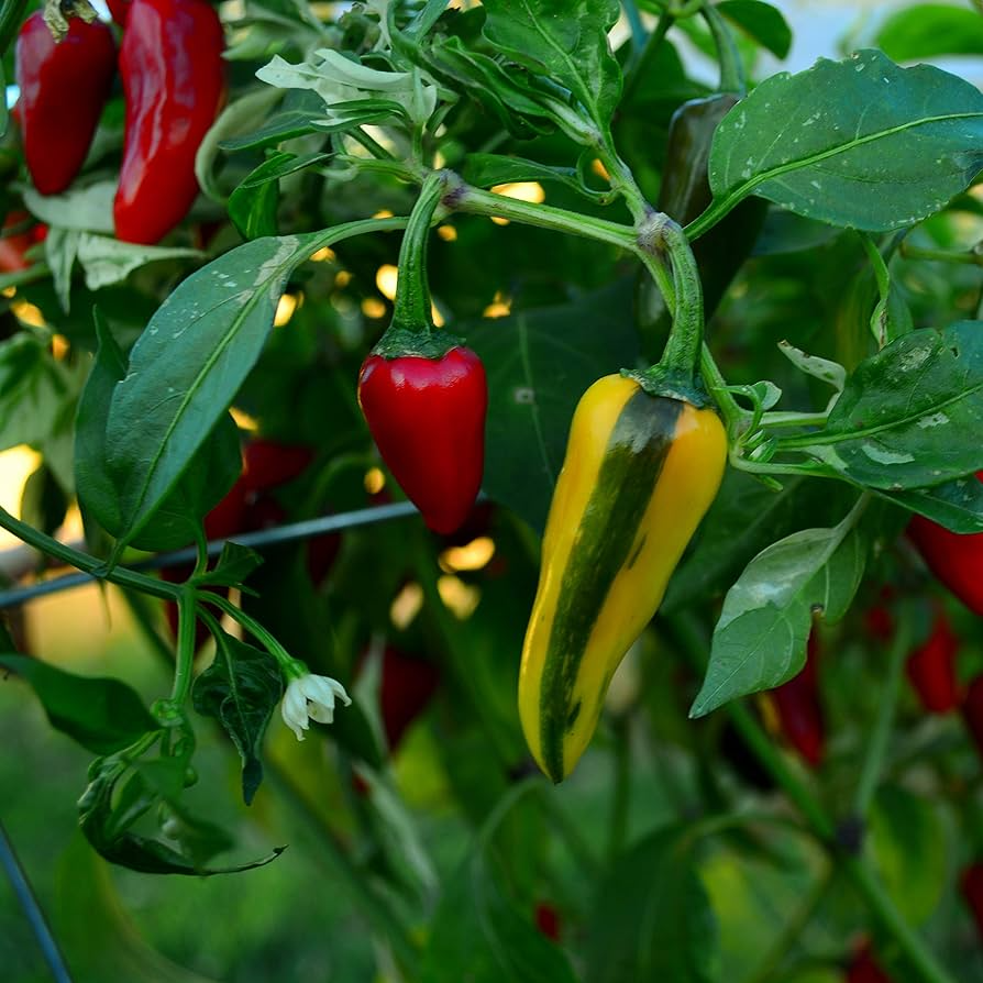 Fish Pepper Seeds – Heirloom Non-GMO Capsicum annuum, Striped Spicy Chili, High-Yield, Compact Bush, 20 Seeds