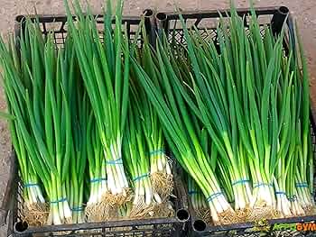 250 mg Onion Evergreen Bunching Seeds Perennial Green Onion Variety for Vegetable Gardens, Spring & Summer Crops