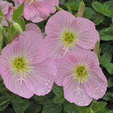 Evening Primrose Seeds – Oenothera biennis – Native Yellow Wildflower, Night Blooming, Pollinator Friendly, Biennial, 200 Seeds