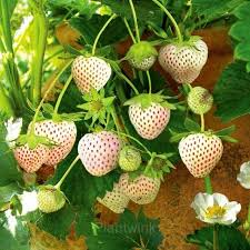 Rare Milk Strawberry Seeds 200pcs | White-Pink Fruit | Fragaria vesca | Heirloom Berry for Home Gardens & Containers