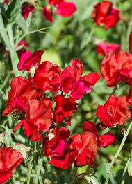 Royal Scarlet Sweet Pea Seeds – Climbing Flower Vine with Vivid Red Blooms – Lathyrus odoratus, Heirloom Garden Seeds