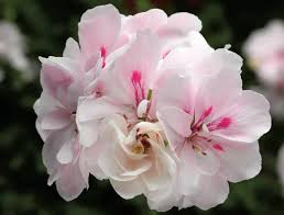 White Pink Pelargonium peltatum Trailing Ivy Geranium - 2 Live 6" Cuttings, Double Petal Blooms, Easy to Propagate, Patio & Balcony Plant