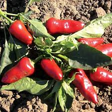 Fresno Chile Hot Pepper Seeds – 250mg, Medium Heat, High Yield, for Salsas, Pickling, Roasting, Garden & Container, Capsicum annuum