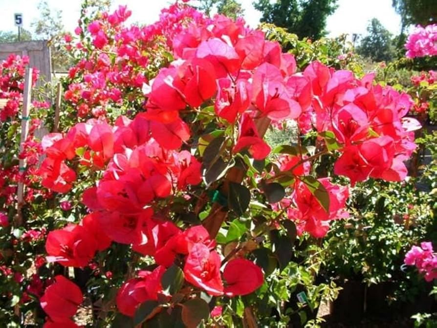 Double Red Bougainvillea Starter Plant – Rare, Well-Rooted, USA Grown, Outdoor Garden, Red Flowers, Bougainvillea spectabilis