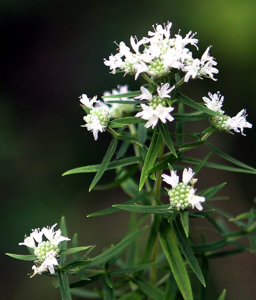 Mountain Mint Herb Seeds 30mg | Pycnanthemum spp. Aromatic Perennial Pollinator-Friendly Medicinal Herb