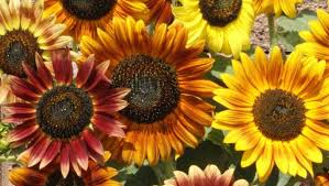1 Gram Autumn Beauty Sunflower Seeds - Multicolored Blooms for Gardens & Pollinator Habitats