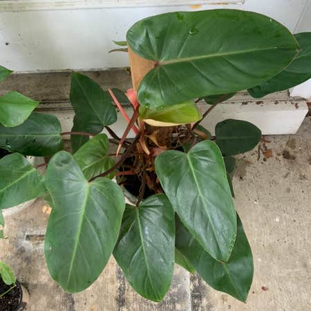 Red Emerald Philodendron Erubescens Climbing Plant - Fully Rooted, 17" Tall Indoor Houseplant, Red Foliage, Tropical, Easy Care