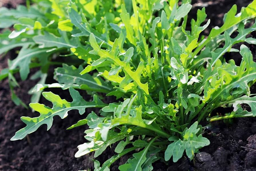 700 Seeds Arugula (Eruca sativa) Non-GMO Heirloom Organic Salad Greens Fast Growing for Garden & Containers