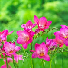 Freesia Single Pink Bulbs - 5 Fragrant Spring Flowers for Gardens & Containers, USDA Zones 9-10
