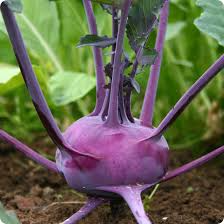 Kohlrabi Purple Vienna Seeds – Heirloom, Crisp & Sweet, Cold Hardy, High Yield, Garden & Container Planting, Brassica oleracea