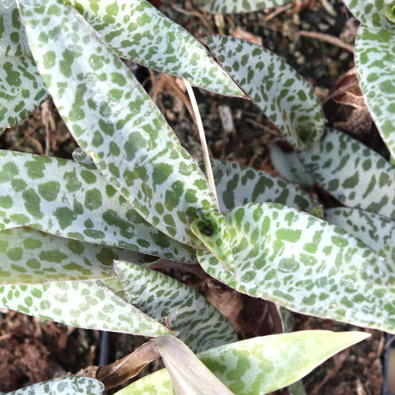 Ledebouria socialis ‘Silver Squill’ Bare Root Succulent Plant with Variegated Silver-Spotted Leaves