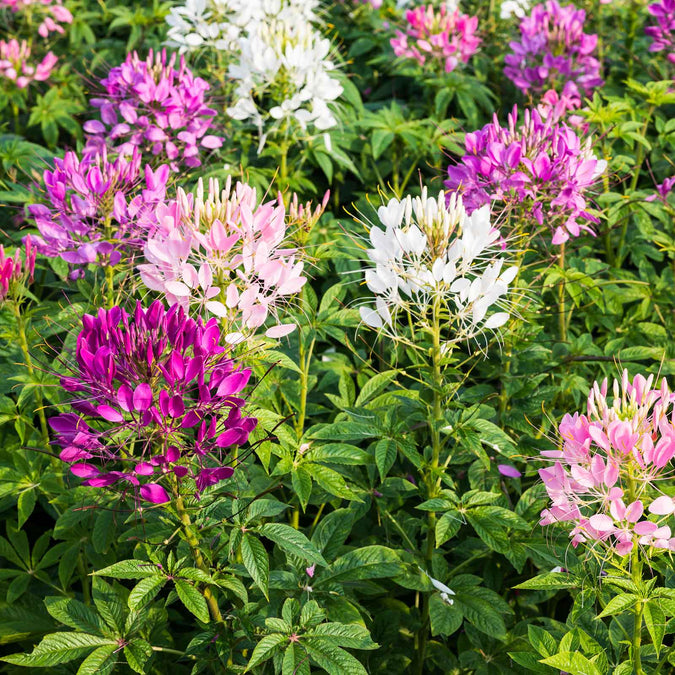 Mixed Colors Cleome Seeds - Non-GMO, Tall Wildflower, White Violet Red Blooms, Pollinator-Friendly, 100-2000 Seeds