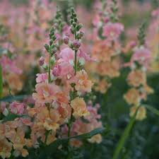 Chantilly Mix Snapdragon Seeds 1000 | Tall Fragrant Blooms in Mixed Colors | Antirrhinum majus for Garden & Cut Flowers