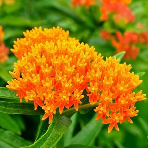 Milkweed Seeds Mix Deluxe – Perennial, Monarch Butterfly Host Plant, Non-GMO, Attracts Pollinators, Hardy Flowers for Gardens & Wildlife