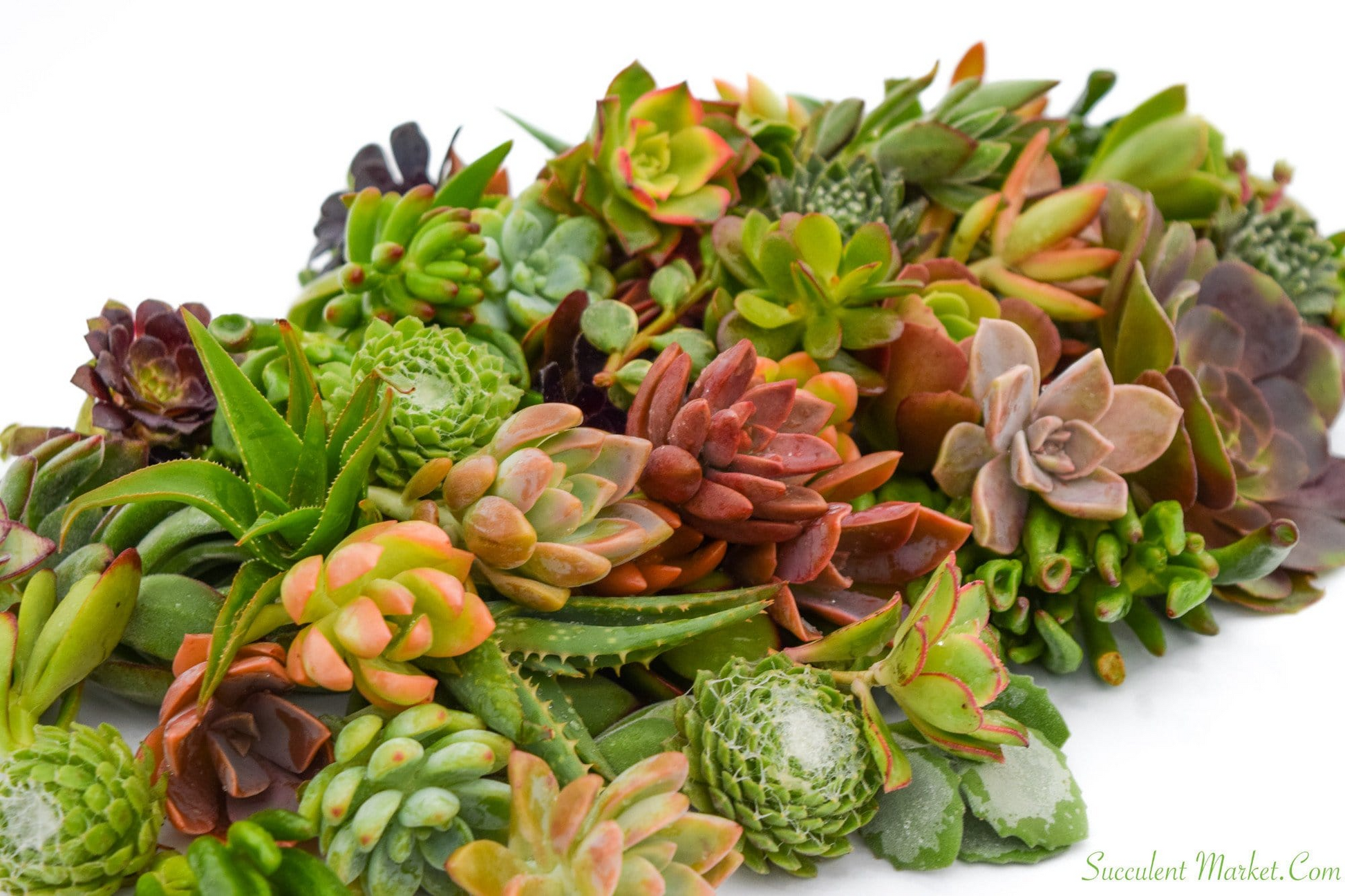 Assorted Succulent Cuttings 1-2" | Over 50 Varieties for Propagation, Easy Care Cactus & Succulent Plants Collection