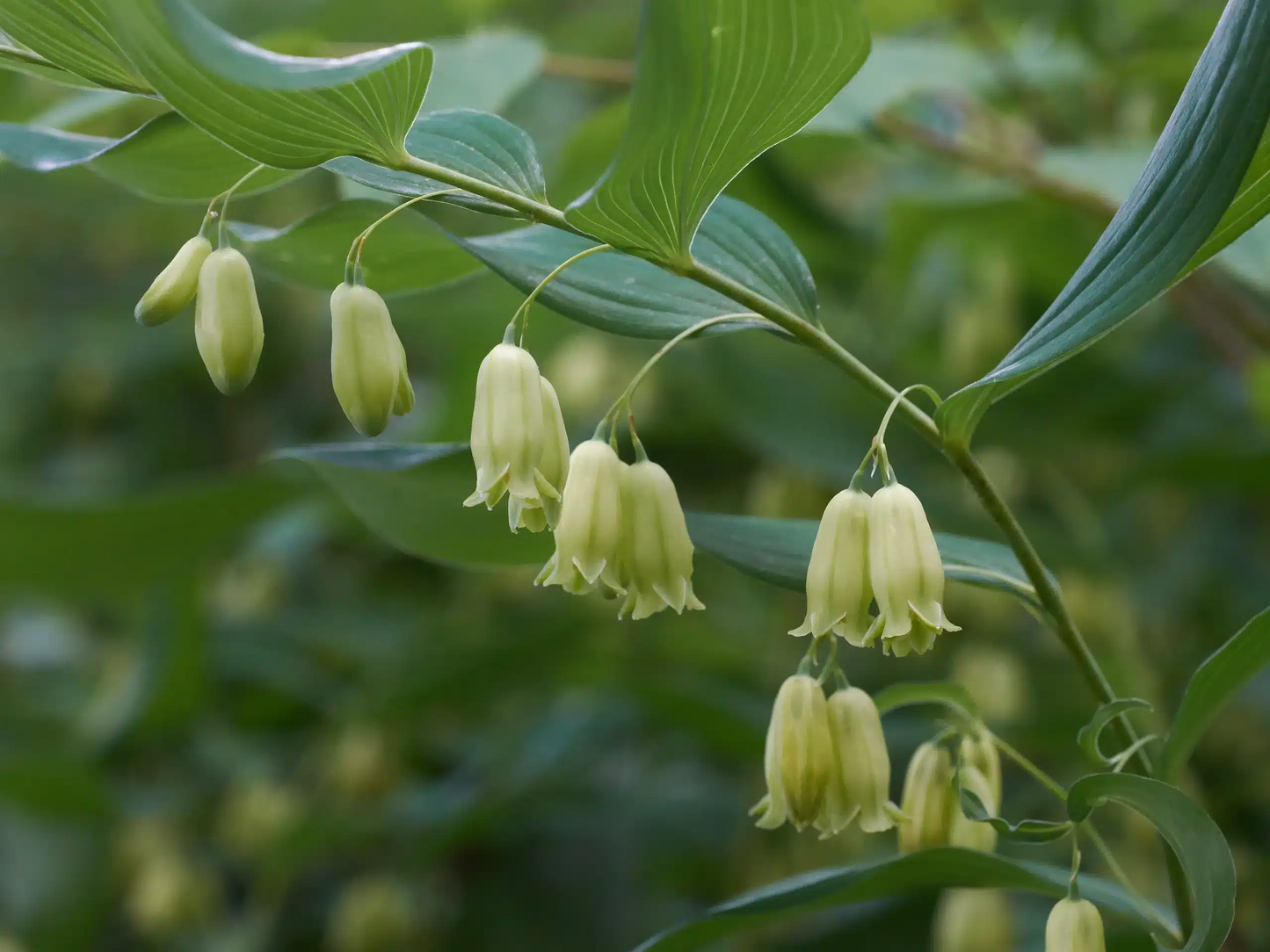 True Solomon's Seal Plants | Bare Root Perennials | Polygonatum biflorum | Shade-Loving Wildflowers