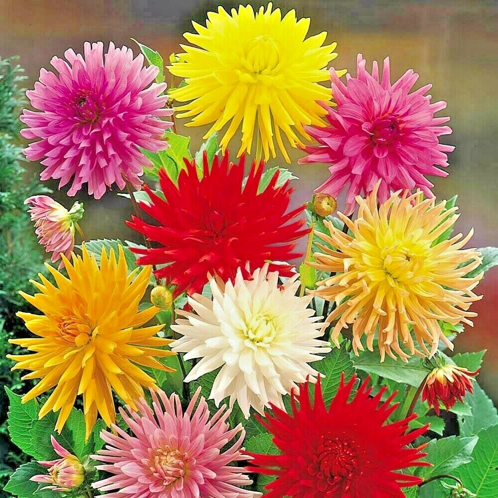 Zinnia elegans Yellow Cactus Giant Seeds – Bright Yellow, Large Blooms, Non-GMO, Heirloom, Cut Flower, Easy to Grow Annual