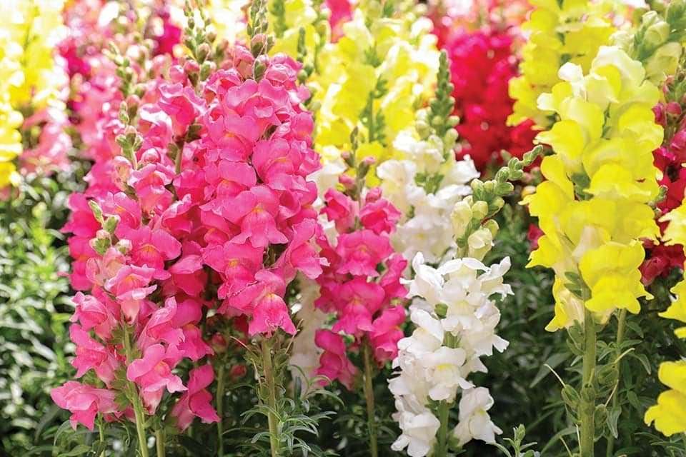 500 Seeds Snapdragon Tetra Mix Antirrhinum majus Semi-Dwarf Multi-Colored Blooms Non-GMO Butterfly-Attracting Garden Flowers