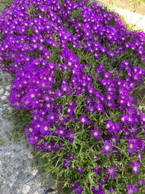 10 Cuttings Creeping Ice Plant | Rare Purple Pink Blooms | Drought-Tolerant Succulent Ground Cover