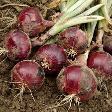 Onion Seeds Red Burgundy Short Day Heirloom Variety, Mild & Sweet, High Yield, Heat Tolerant, Garden & Container Planting