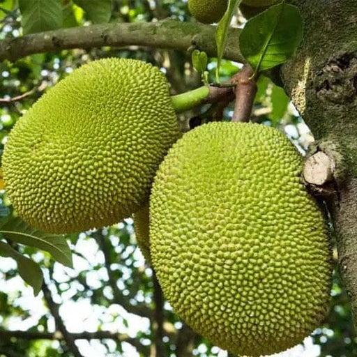 Fresh Red Jackfruit Seeds - Tropical Artocarpus heterophyllus Tree Seeds for Growing