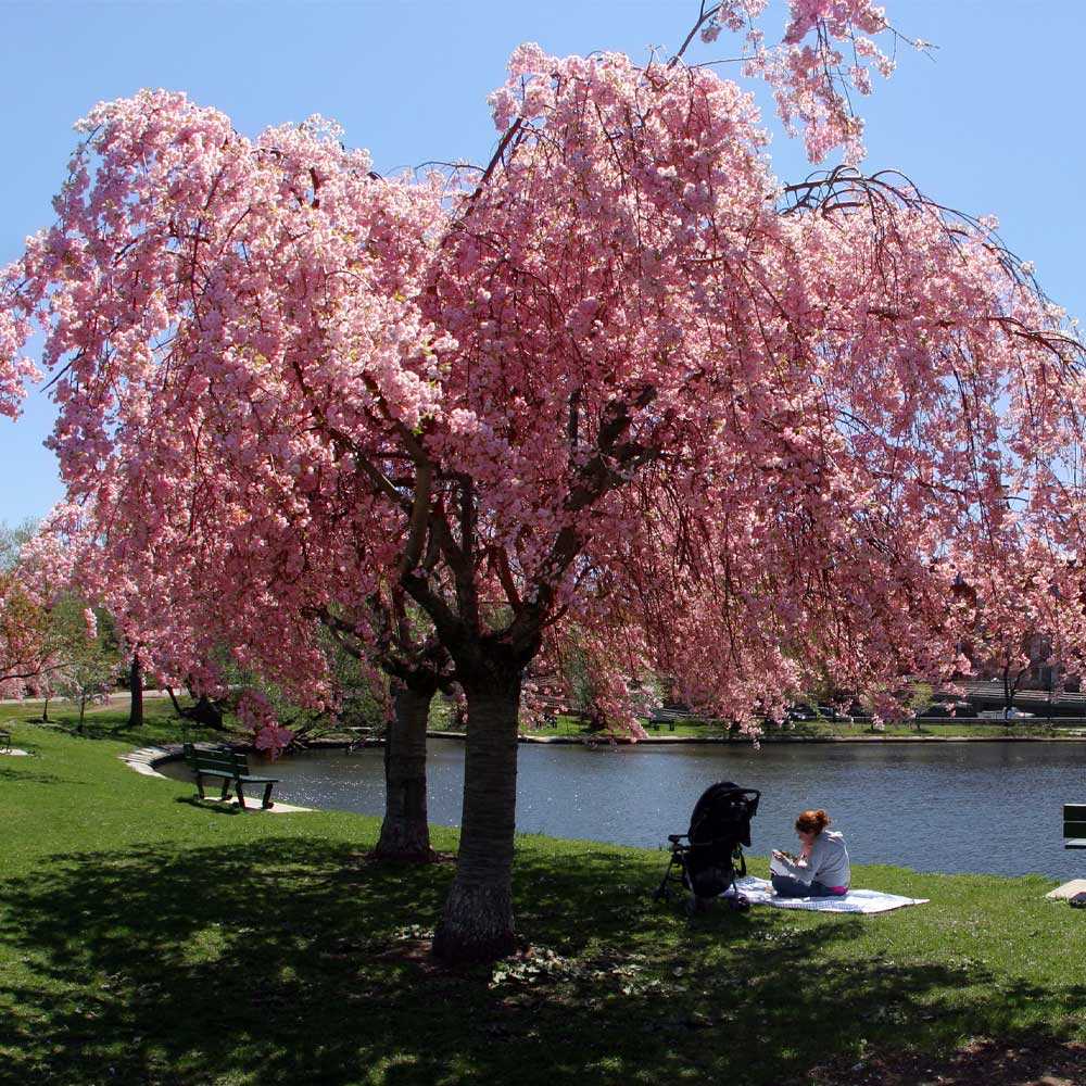 Weeping Cherry Tree Starter Plant 2-3 Ft Tall Prunus pendula Flowering Ornamental Tree