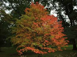 Acer grosseri Seeds – Snakebark Maple Tree with Striped Bark & Fall Color – Rare Ornamental Deciduous Tree for Gardens
