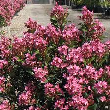Indian Hawthorn Pink Dancer Cuttings – 7 Live 6" Unrooted Rhaphiolepis Indica Evergreen Drought-Tolerant Flowering Hedge