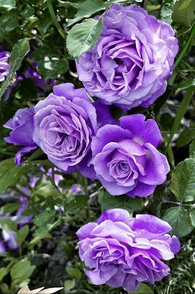 20pcs Purple Climbing Rose Seeds – Rare Vining Roses, Deep Purple Blooms, Fragrant, Fast Growing, Trellises & Garden Arches, Rosa spp.