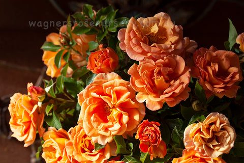 Pumpkin Patch Rose Starter Plant 6-10" Tall - Orange-Brown Blooms - Rustic Garden Rose, Autumn-Inspired, Full Sun, Hardy Shrub