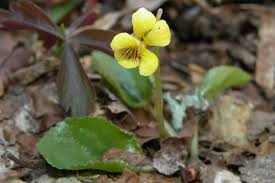 Yellow Violet Bare-Root Starter Plants Viola Rotundifolia with Heart-Shaped Leaves & Yellow Flowers, 4-24 Inches