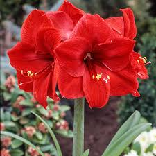 Amaryllis Red Lion Bulb - Large Red Blooms, Indoor/Outdoor Flower, Hippeastrum spp., USDA Zones 8-11