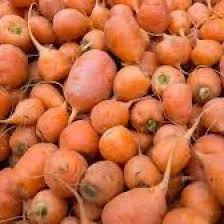 Oxheart Carrot Seeds 1000+ Heirloom Short Thick Root Vegetable for Container & Garden Soil