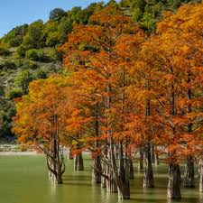Bald Cypress Tree Seedling | 2-3 Ft Live Plant | Taxodium distichum | Wetlands & Landscape Shade Tree