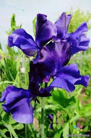 50+ Joyce Stanton Sweet Pea Seeds – Lavender-Violet Fragrant Climbing Vines for Trellises, Fences, Gardens – Lathyrus odoratus