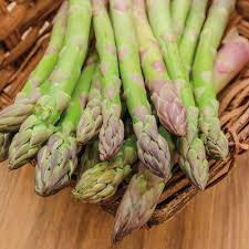 Bare Root Asparagus Plants Jersey Giant 2-Year Crowns, Asparagus officinalis, Easy to Grow Garden Vegetable