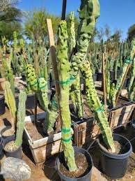 Totem Pole Obesa Cactus Cutting 9.5-12 Inches | Unrooted, Easy to Propagate, Drought Tolerant, Succulent, Indoor & Outdoor Plant