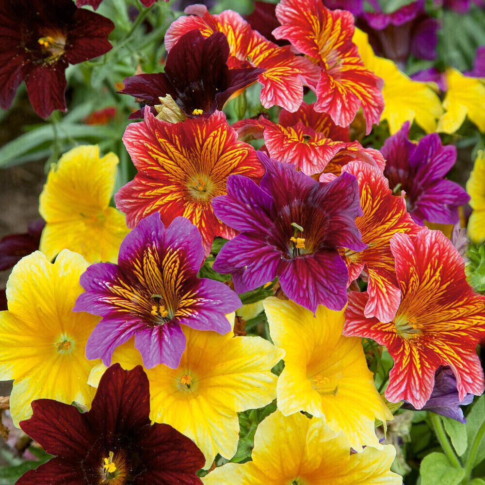 500 EZ Annual Flower Seeds Mix | Salpiglosis grandiflora | Vibrant Colors | Easy to Grow Garden & Container Flowers